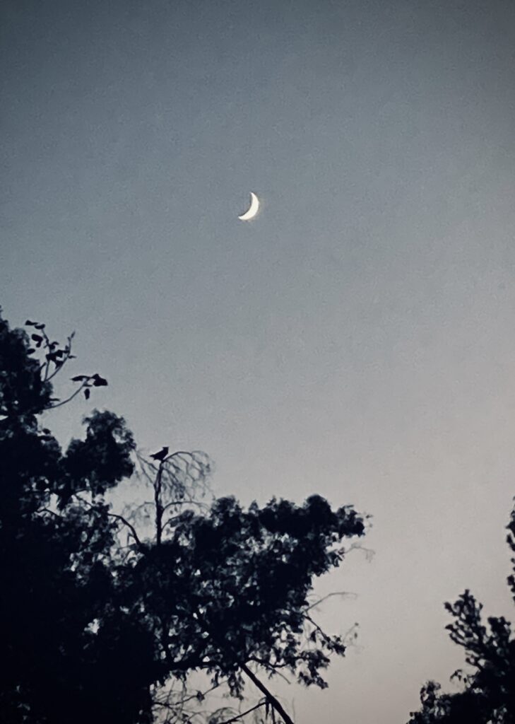 A stand of eucalyptus trees silhouetted against the sky at dusk. There an owl perched on a high branch. A crescent moon above.