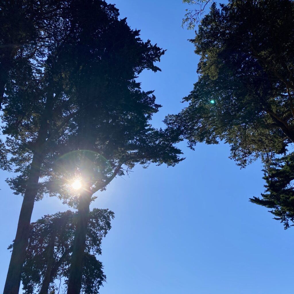 Three tall trees silhouetted against a blue sky. The sun breaks through the trees on the left, producing a lens flare.