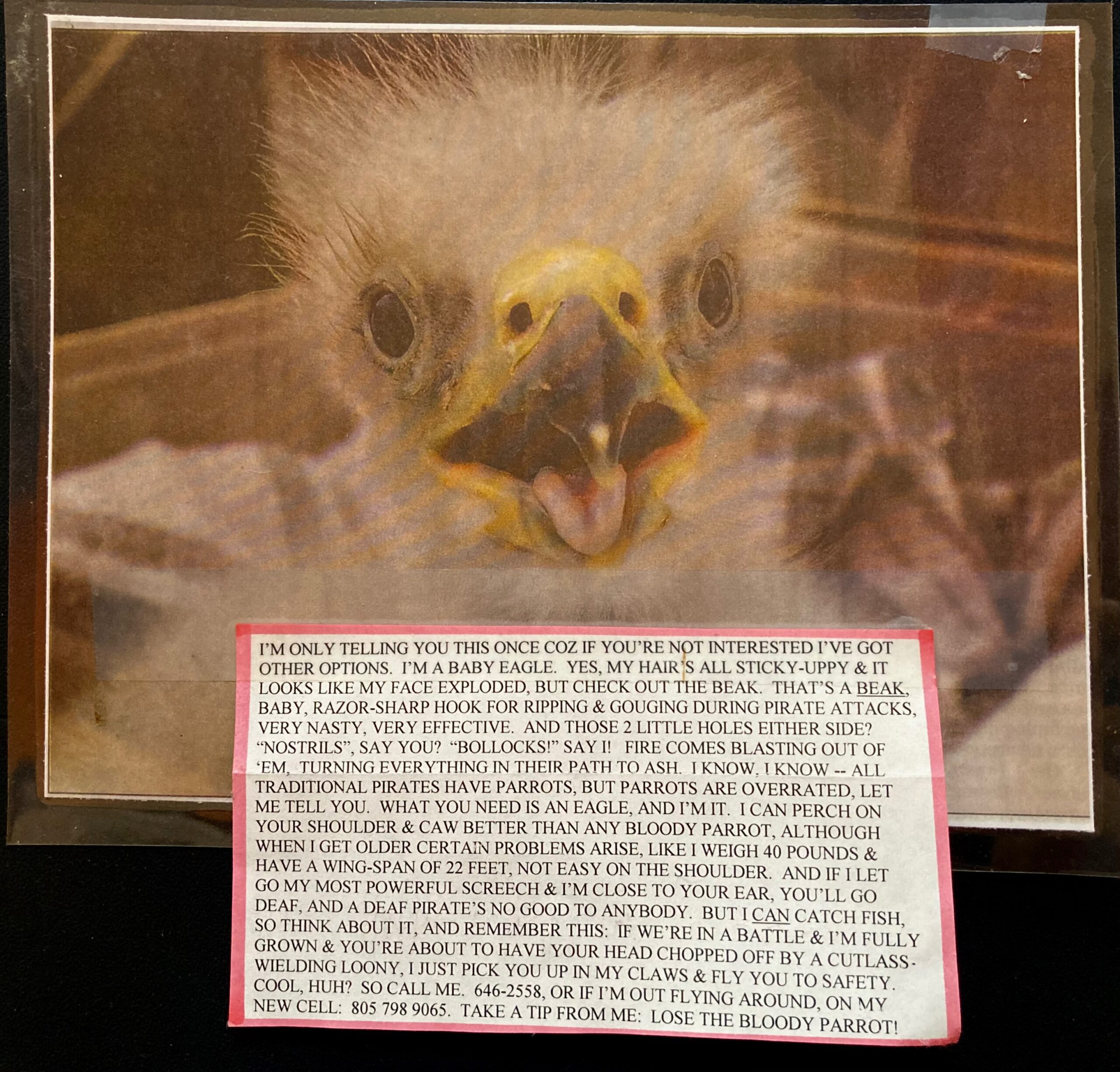 A photo of a surprised looking baby eagle, beak open, pop-eyed, staring at the camera. Below the photo is a block of all-caps text taped to the frame that reads "i’m only telling you this once coz if you’re not interested i’ve got other options. i’m a baby eagle. yes, my hair’s all sticky-uppy & it looks like my face exploded, but check out the beak. that’s a beak, baby, razor-sharp hook for ripping & gouging during pirate attacks, very nasty, very effective. and those 2 little holes either side? “nostrils”, say you? “bollocks!” say i! fire comes blasting out of ‘em. turning everything in their path to ash. i know. i know — all traditional pirates have parrots, but parrots are overrated. let me tell you. what you need is an eagle, and i’m it. i can perch on your shoulder & caw better than any bloody parrot. although when i get older certain problems arise, like i weigh 40 pounds & have a wing-span of 22 feet, not easy on the shoulder. and if i let go my most powerful screech & i’m close to your ear, you’ll go deaf, and a deaf pirate’s no good to anybody. but i can catch fish. so think about it, and remember this: if we’re in a battle & i’m fully grown & you’re about to have your head chopped off by a cutlass. wielding loony, i just pick you up in my claws & fly you to safety. cool, huh? so call me. 646-2558, or if i’m out flying around on my new cell: 805 798 9065. take a tip from me: lose the bloody parrot!"