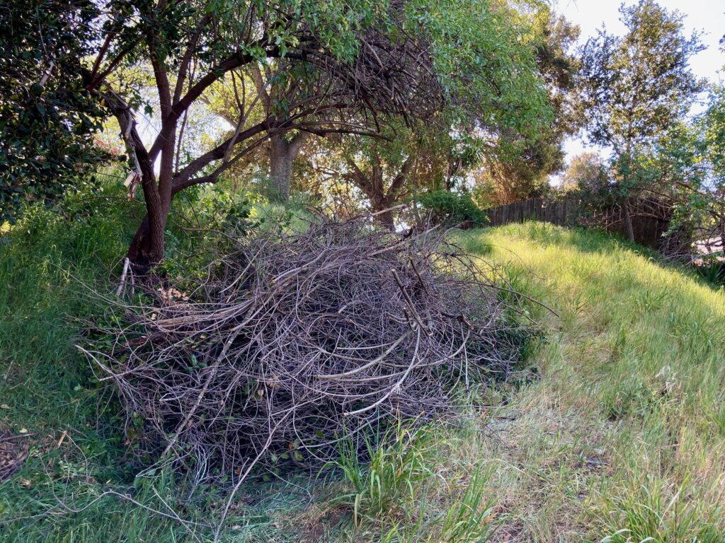 A photo of a grassy California hillside with overhanging trees. There's a huge pile of dead branches to the left of the photo.