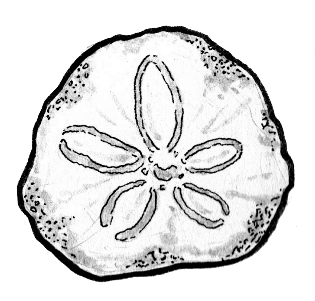 A pen and ink illustration of a sand dollar.
