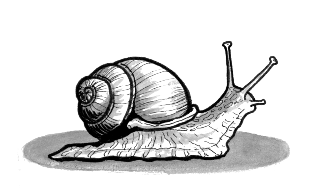 A pen and ink illustration of a snail, moving along slowly from left to right.