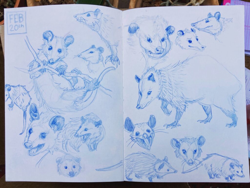 A double-page sketchbook spread full of drawings of possums in blue line pencil.