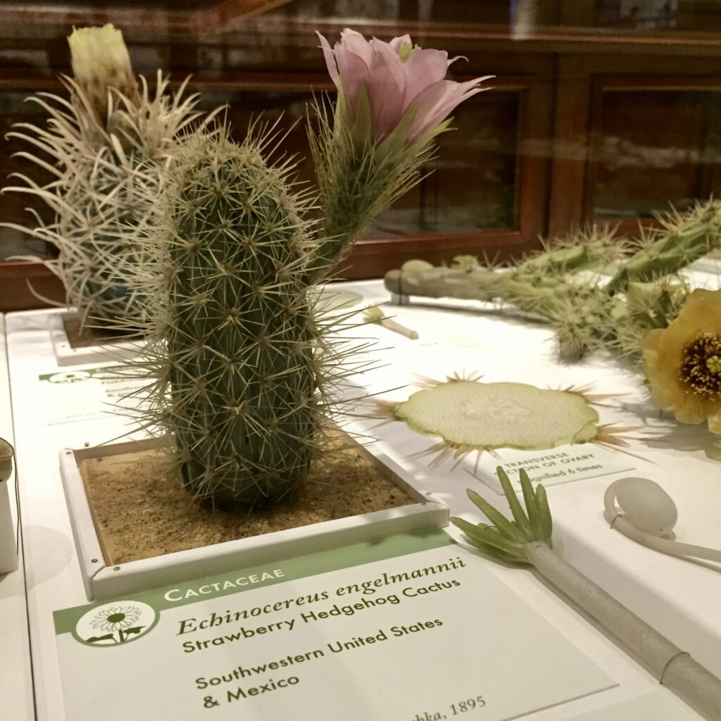 A detailed model of a strawberry hedgehog cactus crafted from glass