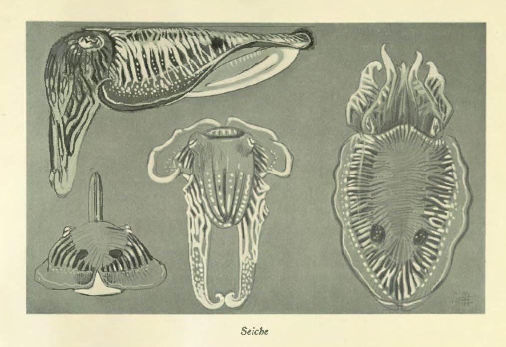 A gorgeously detailed illustration of several cuttlefish on toned paper.