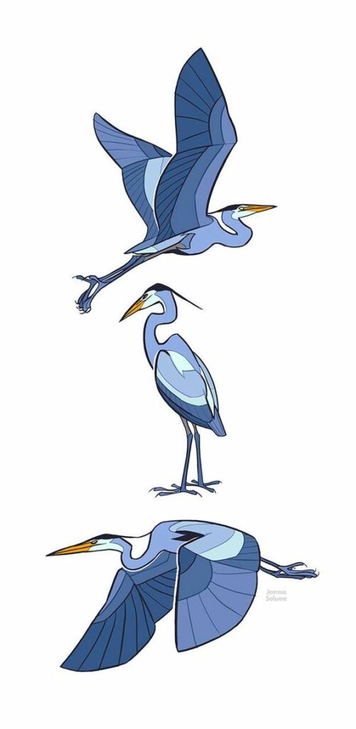 Three illustrations of a great blue heron in various poses
