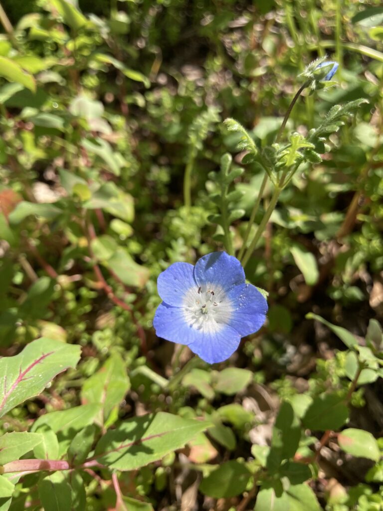 A delicate five-petaled flower with blue edges and a white center.