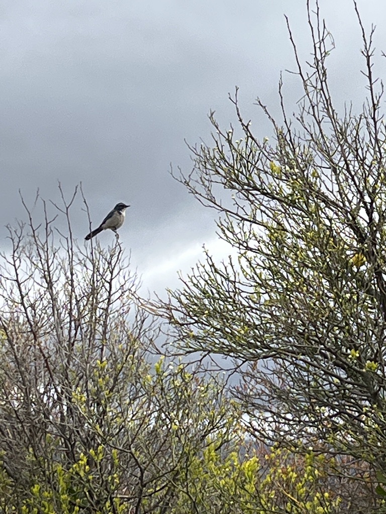 A scrub jay perched in a bush against a cloudy sky.