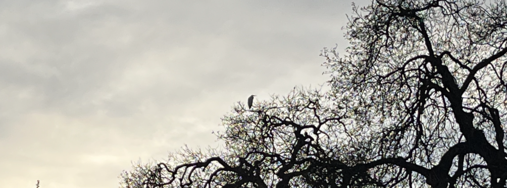 A moody egret at the OVLC meadows preserve a couple weeks ago. The Cedar Waxwings have yet to show up this season, but I'm holding out hope.